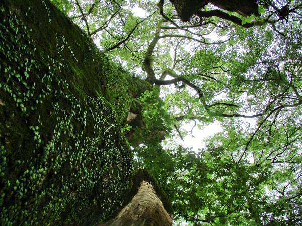 「おみくじ」は吉凶よりも「言葉」を読もう！ 基本の引き方・捉え方