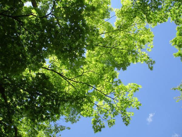 「おみくじ」は吉凶よりも「言葉」を読もう！ 基本の引き方・捉え方