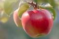 冬が旬のりんご、冷蔵庫で3ヵ月保存が可能？　野菜ソムリエプロが解説「同時保存でじゃがいもの芽が出にくくなる」