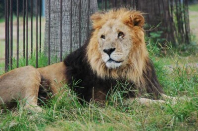 アニメに登場するパパキャラ総選挙結果発表！ママたちの理想のパパは草壁タツオ！？