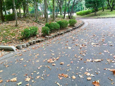 材料費ゼロ！子どもと一緒に落ち葉で「アート」を作ってみよう！