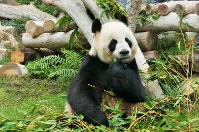 子どもと楽しめるマカオ！ 人気キャラクターと一緒に朝ごはんも