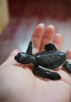 マレーシアのクラブメッドは赤ちゃんや小さな子連れにこそ威力を発揮