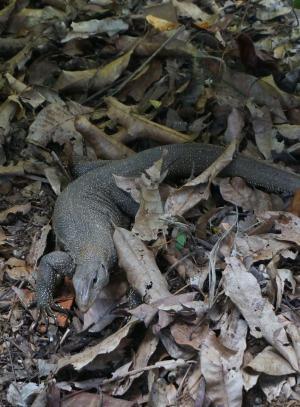 マレーシアのクラブメッドは赤ちゃんや小さな子連れにこそ威力を発揮