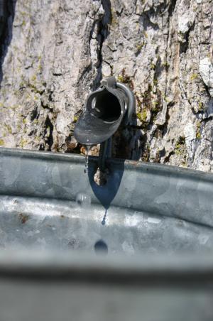 3～４月、カナダに行くならぜひ訪れたい！メープルシロップ収穫祭