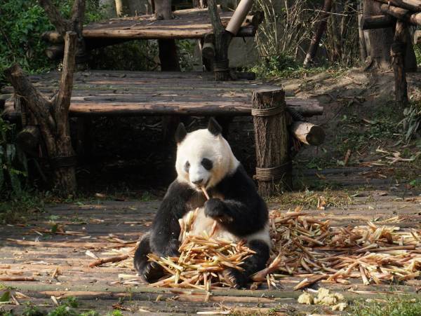 上野がムリなら成都！親子で行こうパンダづくしの旅