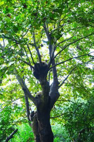 上野がムリなら成都！親子で行こうパンダづくしの旅
