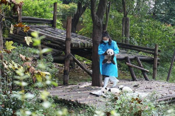 上野がムリなら成都！親子で行こうパンダづくしの旅