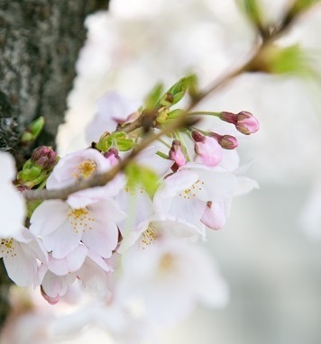 入学準備はバッチリ！？抜けがちな準備・ポイントをチェックしよう！