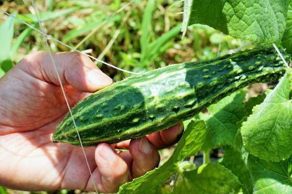 オーガニックは高い！だからナチュラルで？　子どもに”いい”ものを選ぶには