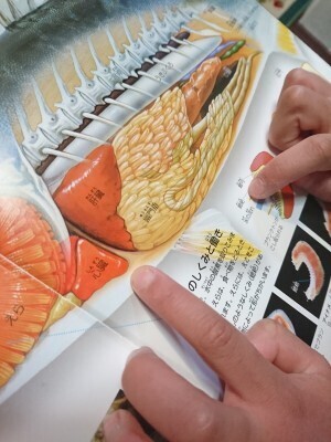 きっかけはハリセンボン!?子どもの“好き”から広がった学びの世界