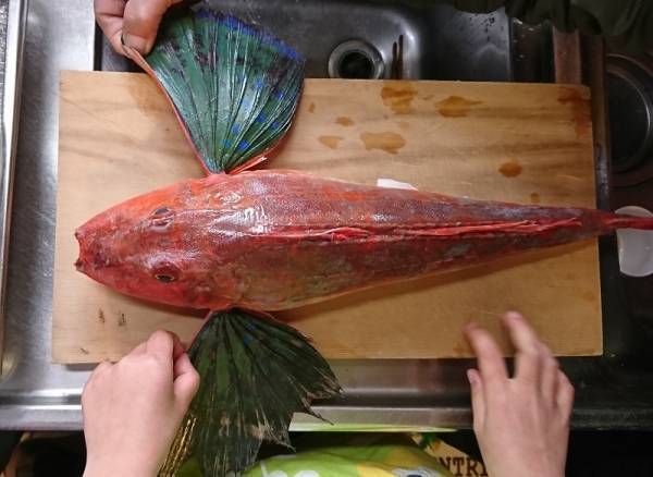 きっかけはハリセンボン!?子どもの“好き”から広がった学びの世界