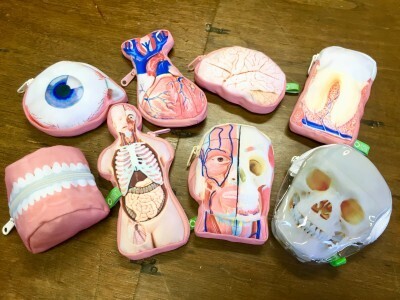 話題のカプセルトイ「人体解剖模型ポーチ」は子どもが学べる＆大人もハマる！