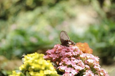 子どもと行きたいオススメのウオーキング大会