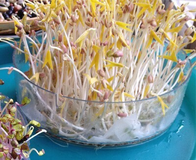 専門家が教える！子どもが野菜好きになる4つのテク ニック