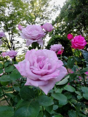 競馬だけじゃない！家族でめいっぱい楽しめる「東京競馬場」