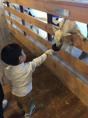 【入場無料】行って正解！動物とふれあえる子連れおすすめ都内3選