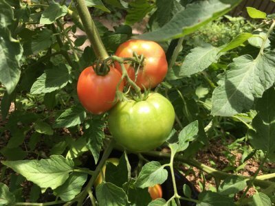 超スボラな家庭菜園！20種にトライして分かった、初心者にオススメは