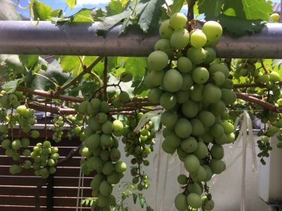 超スボラな家庭菜園！20種にトライして分かった、初心者にオススメは