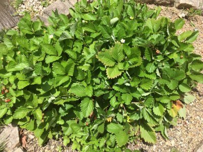 超スボラな家庭菜園！20種にトライして分かった、初心者にオススメは