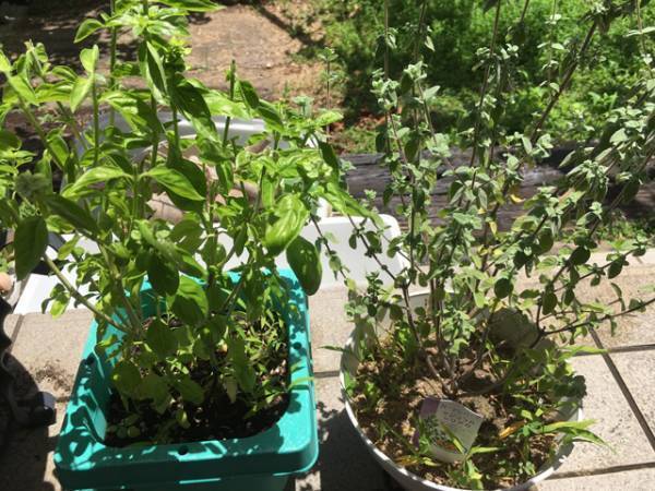 超スボラな家庭菜園！20種にトライして分かった、初心者にオススメは