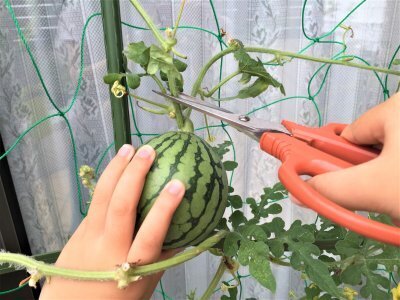 今が始め時!?小玉スイカの空中栽培に挑戦してみた記録