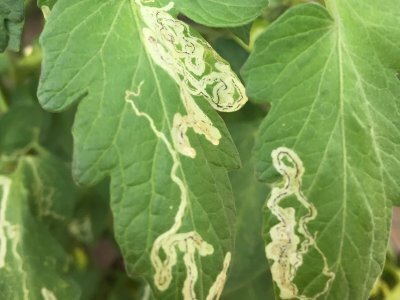 今が始め時!?小玉スイカの空中栽培に挑戦してみた記録