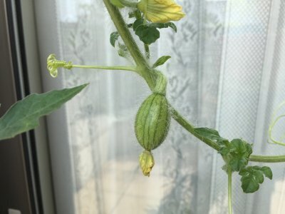 今が始め時!?小玉スイカの空中栽培に挑戦してみた記録