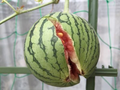 今が始め時!?小玉スイカの空中栽培に挑戦してみた記録