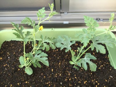 今が始め時!?小玉スイカの空中栽培に挑戦してみた記録