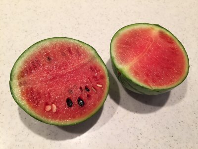 今が始め時!?小玉スイカの空中栽培に挑戦してみた記録