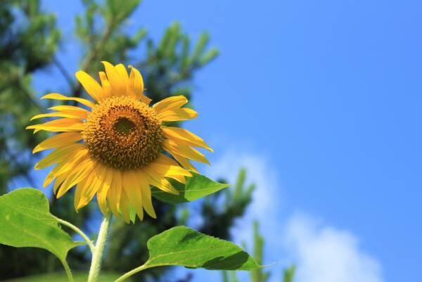 私はこうやって乗り切った！ わが家の夏休み攻略法