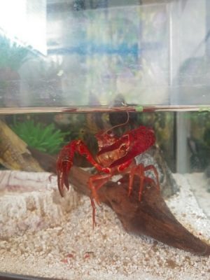 【小1の自由研究】身近な生き物の観察記録にチャンレンジしてみた