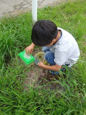 【小1の自由研究】身近な生き物の観察記録にチャンレンジしてみた