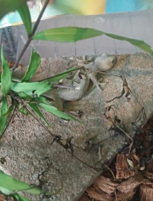 【小1の自由研究】身近な生き物の観察記録にチャンレンジしてみた