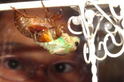 自由研究これに決めた！1日で終わるアレの観察記録