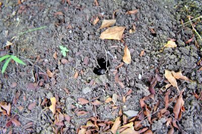 自由研究これに決めた！1日で終わるアレの観察記録