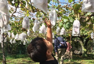 梨・ブドウ狩りに！持参してよかった神アイテム