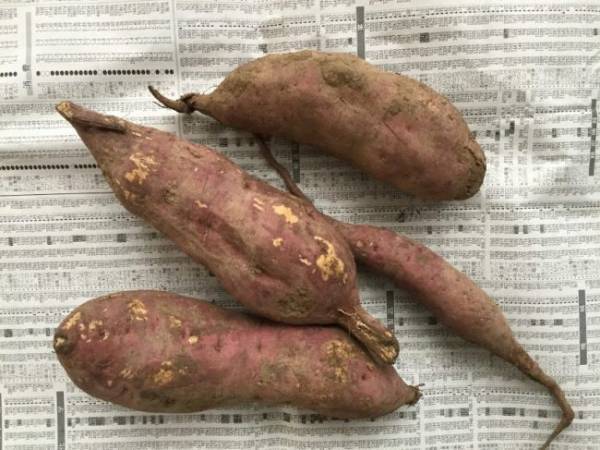 農家直伝！家でできる本当においしい焼き芋と味がよくなる保存法