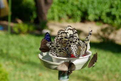 動物見てミニ電車乗って靴ぬいで遊べる！多摩動物公園駅に子どもが夢中