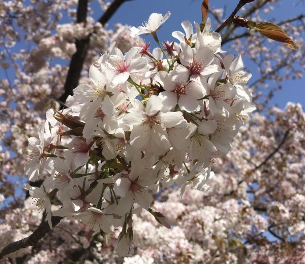引っ込み思案でも大丈夫！幼稚園生活で活発男子に変身したきっかけは？