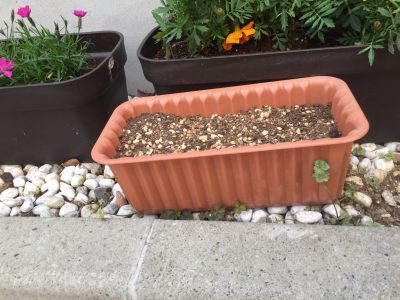 元小1担任が教える今自宅でできる「生活科」の取り組み、自作のカードも