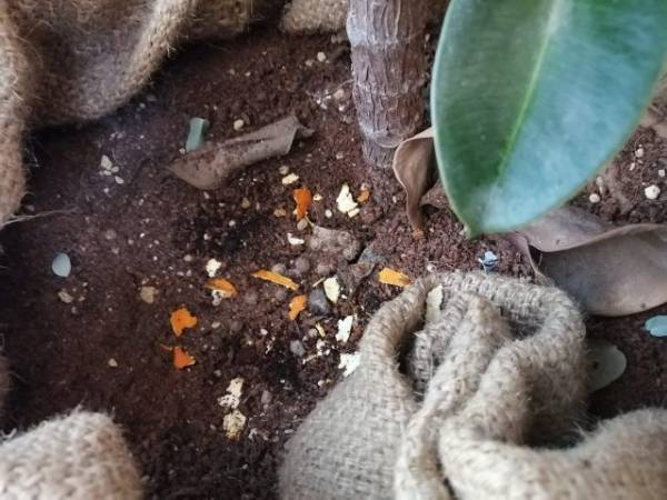 「みかんの皮」は捨てないで！料理や掃除に7つの活用法