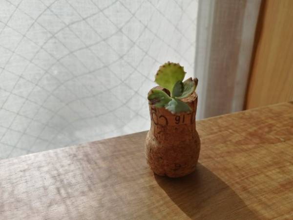 捨てるのもったいない！ワインコルクの意外な活用法3選