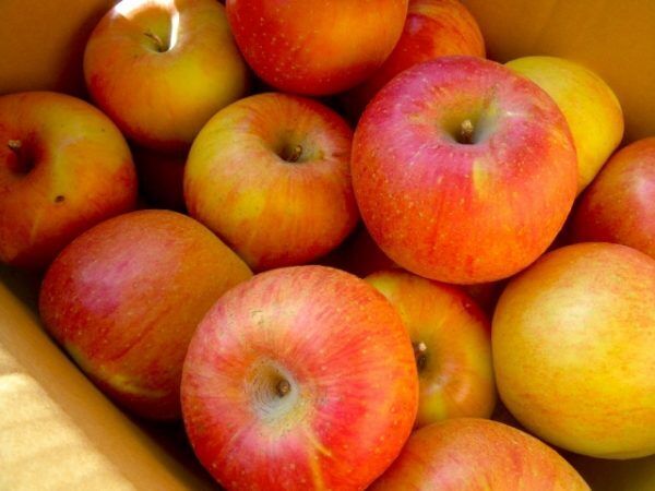 リンゴは箱買いして！大量消費レシピと1か月おいしく保存する方法