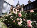 都内有数のバラ園に約600株が咲き誇る。東京ガーデンテラス紀尾井町「KIOI ROSE WEEK 2024」開催中！