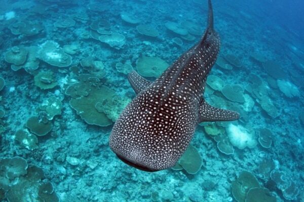 ヘルシーな食事とヨガで心も身体も浄化。モルディブのウェルネスリゾート