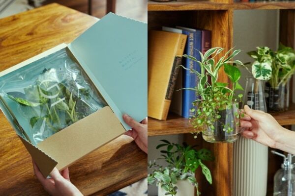 植物の種類は届いてからのお楽しみ!?　⼟を使わず⽔だけで育てる観葉植物「＆Green」から3種Setが毎月届く定期便スタート