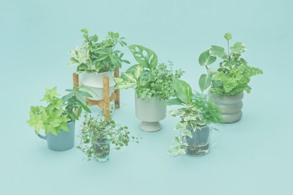 植物の種類は届いてからのお楽しみ!?　⼟を使わず⽔だけで育てる観葉植物「＆Green」から3種Setが毎月届く定期便スタート