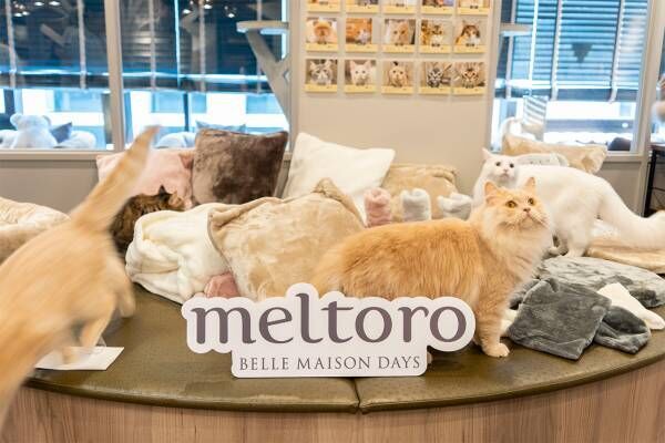 猫も“ふみふみ”しちゃう……！　ふわふわポカポカの「メルトロ」で秋冬支度を